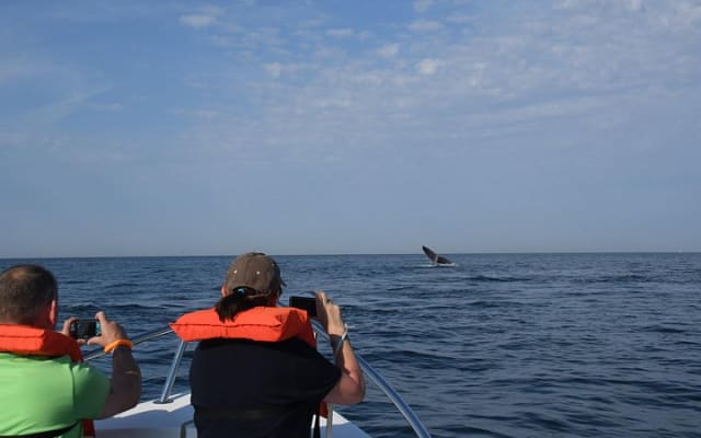 Aventure d'observation des baleines avec un biologiste marin photo 6