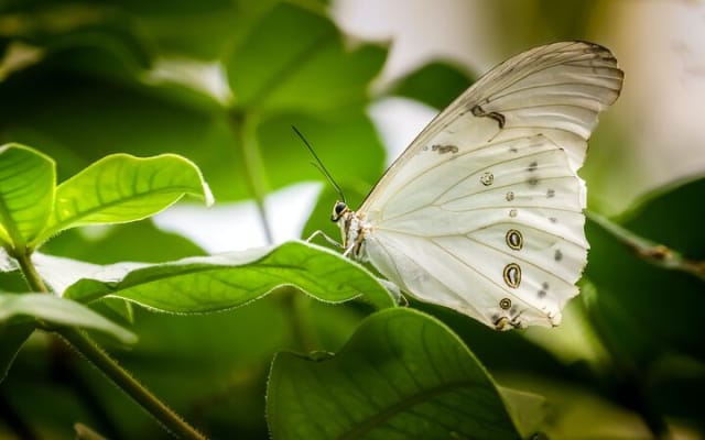 Butterfly Sanctuary, Museum & Lunch with Transport photo 2