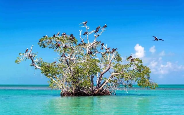 Sian Ka'an Biosphere the best nature experience with Transportation from Tulum photo 2