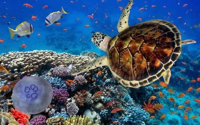 Full-dayTurtle Adventure: ATV, Zipline, Cenote & Turtle Swim photo 2