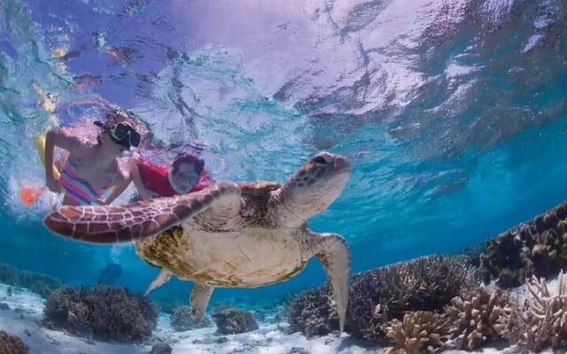 Full-dayTurtle Adventure: ATV, Zipline, Cenote & Turtle Swim photo 5
