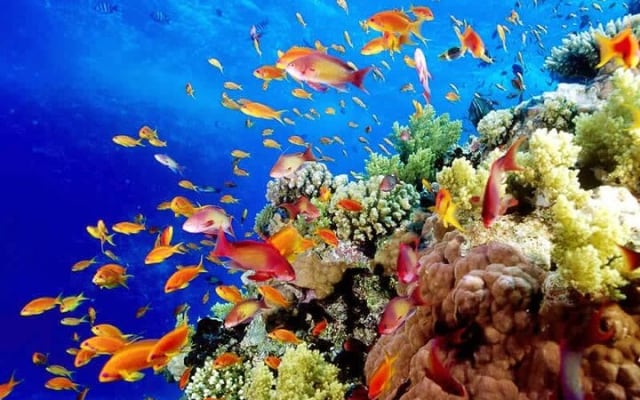 Full-Day ATV + 4 Ziplines + Cenote Swim + Yalkú Snorkeling photo 2