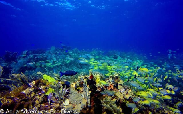 MUSA Museum and Colorful Reef 2 Tank Dive-Certified Divers