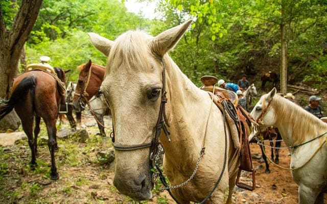 Randonnée à cheval dans la Sierra Madre depuis Puerto Vallarta photo 14