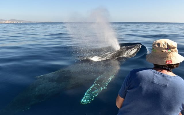 Cabo Whale Watching: Female Crew, Guaranteed Sightings, Photos