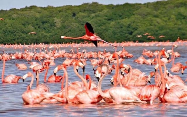 Explore Las Coloradas & Rio Lagartos from Mayan Riviera photo 8