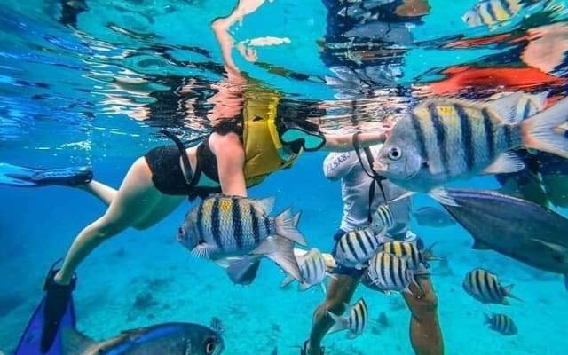 Amazing Snorkel at Cozumel Reef! Round Transportation from Tulum photo 15