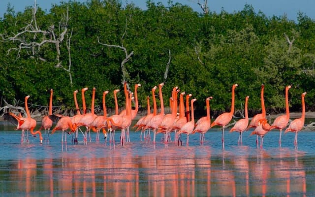 Cancun tour Las Coloradas Pink Lagoon + Rio Lagartos Tour photo 9