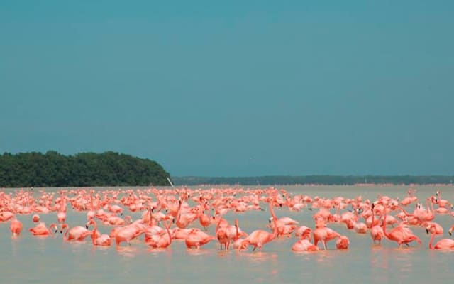 Explore Las Coloradas & Rio Lagartos from Mayan Riviera photo 9