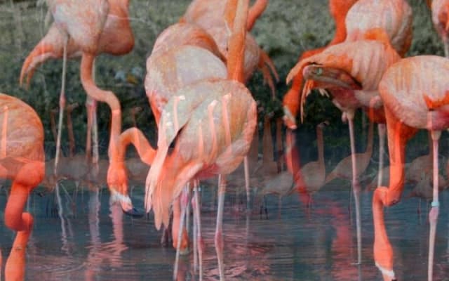 Explore Las Coloradas & Rio Lagartos from Mayan Riviera photo 11
