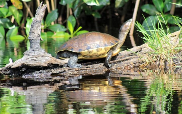 Wildlife Eco Tour on the coast of Oaxaca. photo 12