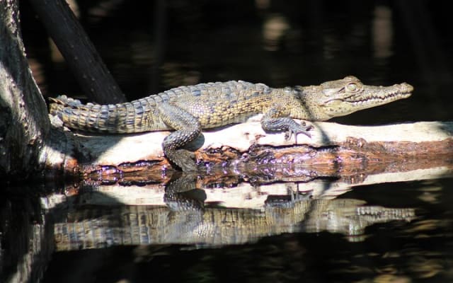 Wildlife Eco Tour on the coast of Oaxaca. photo 13