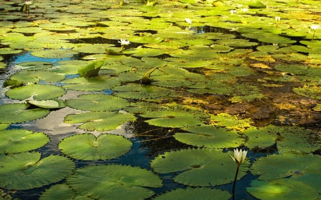 Experience a full day in Tulum: Cenotes, Ruins, Playa del Carmen photo 13