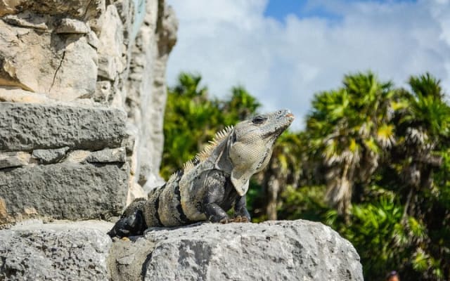 Sightseeing Tour of Tulum Ruins National Park. photo 5