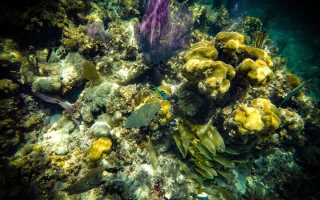 Reef Snorkel In National Park In Puerto Morelos With Lunch And Transportation photo 8