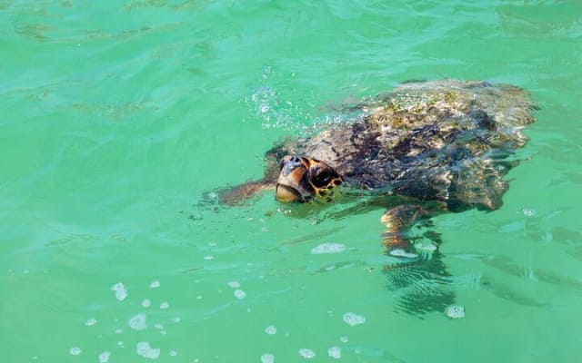 Sian Ka'an Biosphere the best nature experience with Transportation from Tulum photo 15