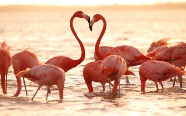 Breathtaking Pink lake Las Coloradas and Rio lagartos from Tulum photo 7