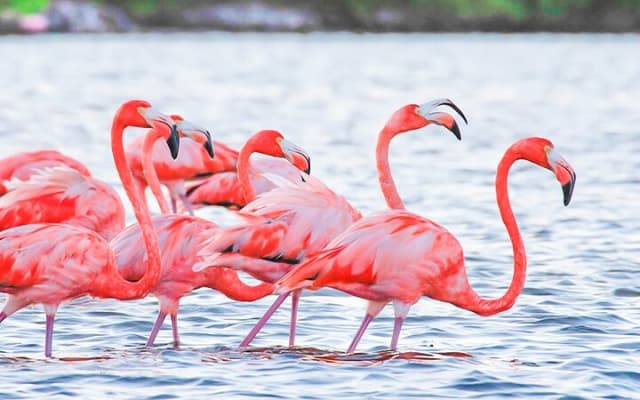 Breathtaking Pink lake Las Coloradas and Rio lagartos from Tulum photo 8