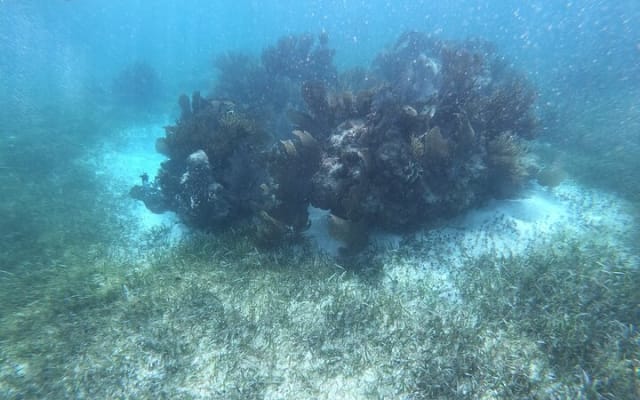 Snorkel in the beautiful reef of Puerto Morelos with transport photo 7