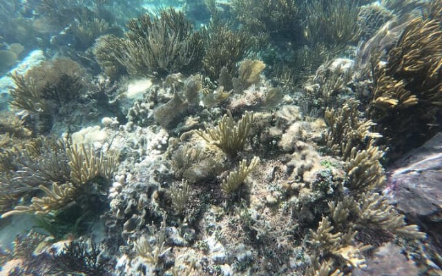 Snorkel in the beautiful reef of Puerto Morelos with transport photo 3