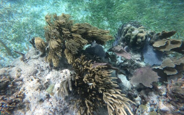 Snorkeling Adventure in Puerto Morelos Includes snack, Water and Round Trip. photo 9