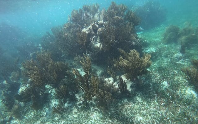 Snorkel in the beautiful reef of Puerto Morelos with transport photo 5