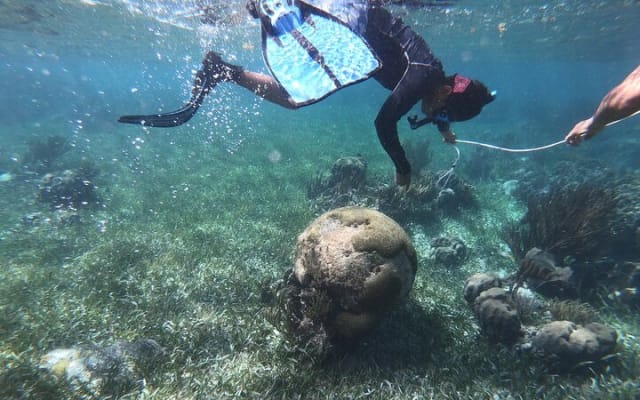 Snorkel in the beautiful reef of Puerto Morelos with transport photo 14