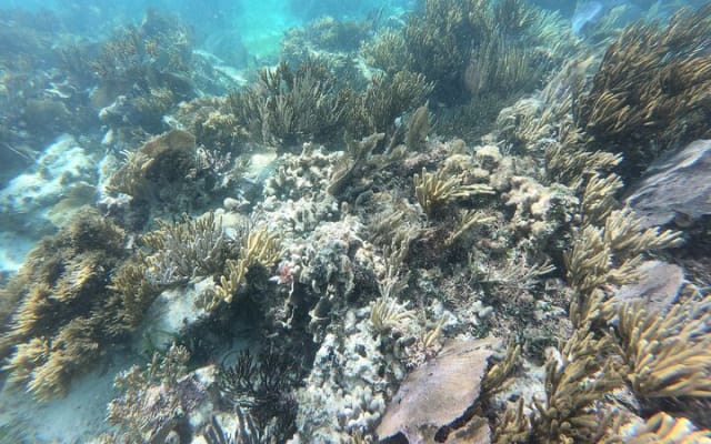 Snorkeling Adventure in Puerto Morelos Includes snack, Water and Round Trip. photo 2