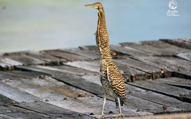 Birdwatching Sian Ka'an Biosphere Reserve photo 7