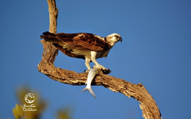 Birdwatching Sian Ka'an Biosphere Reserve photo 15