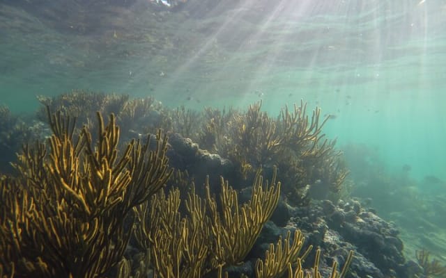 Reef and Cenote Snorkeling Experience photo 8