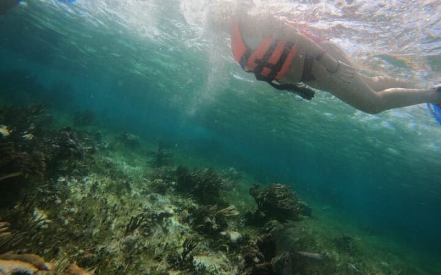 Snorkeling Adventure in Puerto Morelos Includes snack, Water and Round Trip. photo 14