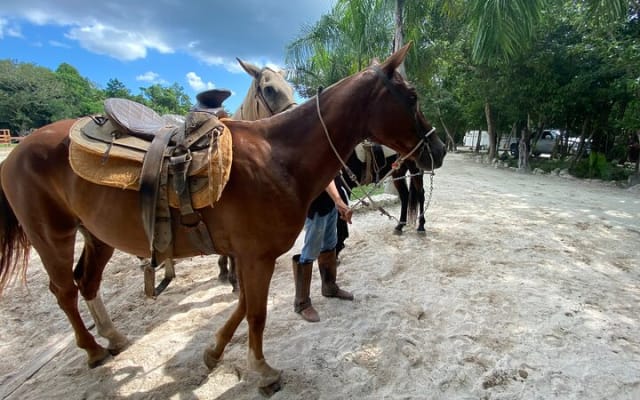 HAVE FUN in the JUNGLE PARK with horseback riding, ATV, zip lines and cenote photo 9