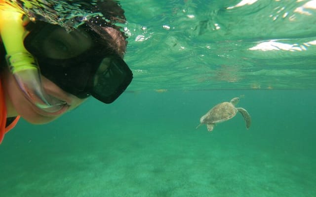 Excursion privée : snorkeling avec les tortues marines à Akumal et aventure en cénote photo 2