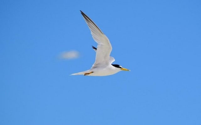 Private Bird Watching Tour from Holbox photo 9