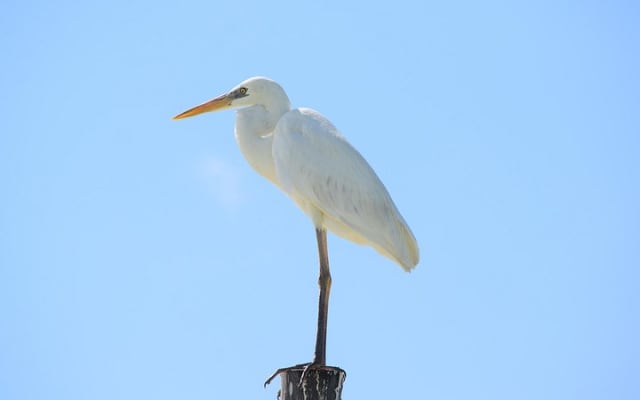 Private Bird Watching Tour from Holbox photo 10