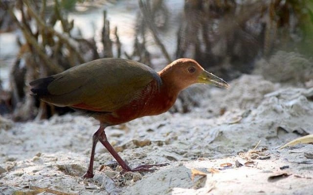 Private Bird Watching Tour from Holbox photo 12