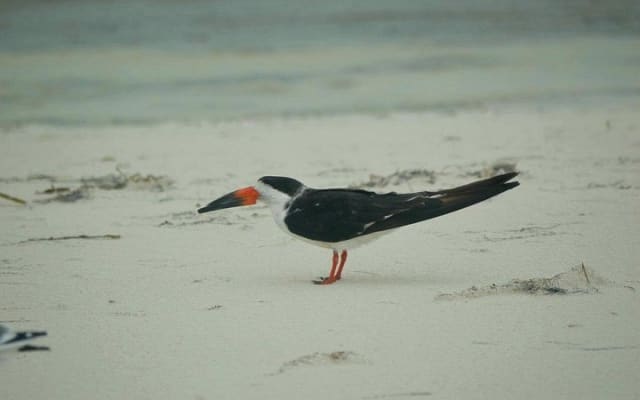 Private Bird Watching Tour from Holbox photo 13