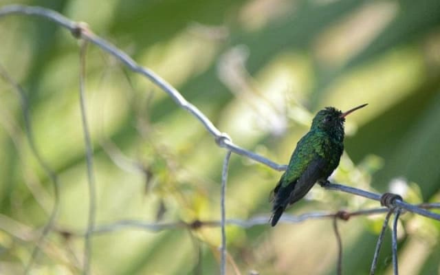 Private Bird Watching Tour from Holbox photo 14