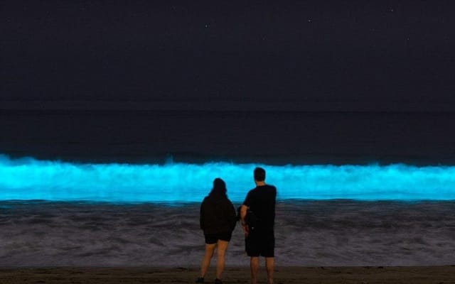 Holbox Bioluminescence Night Tour by Golf Cart photo 3