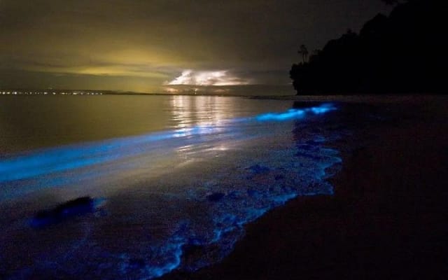 Holbox Bioluminescence Night Tour by Golf Cart photo 4