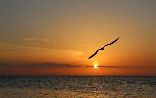 Tour privado al atardecer en Isla Holbox photo 7