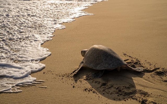 Turtle Release Escobilla Sanctuary and crocs in Ventanilla. photo 2