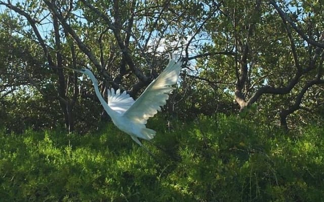 Tour the Mangroves in Kayak by Isla Holbox photo 10