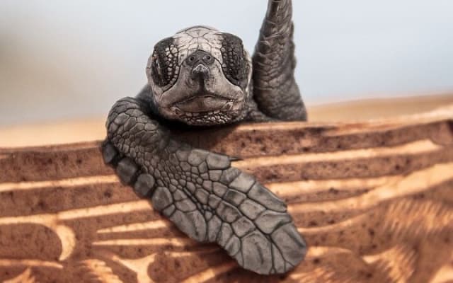 Los Cabos Sunset Turtle Release Conservation Experience