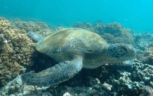 Isla Espíritu Santo Tour