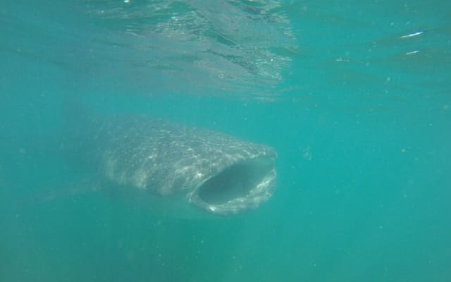 Snorkel Tour with Whale Shark in La Paz