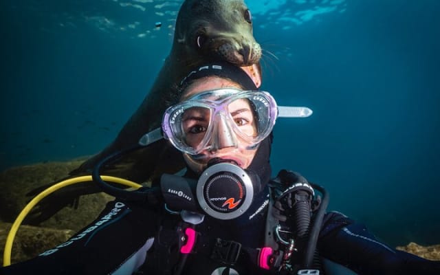 Scuba Dive in La Paz: Sea Lions, Turtles, Fish Schools and Wrecks
