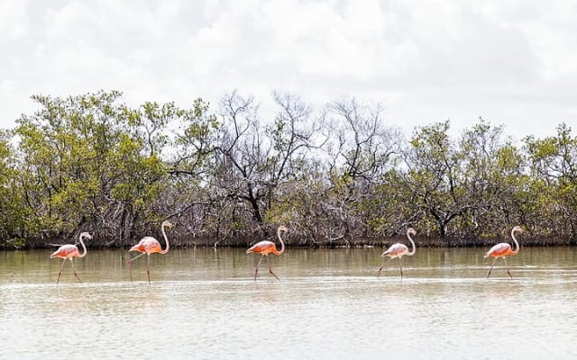 Kayaking Tour Through the Mangroves in Isla Holbox photo 11