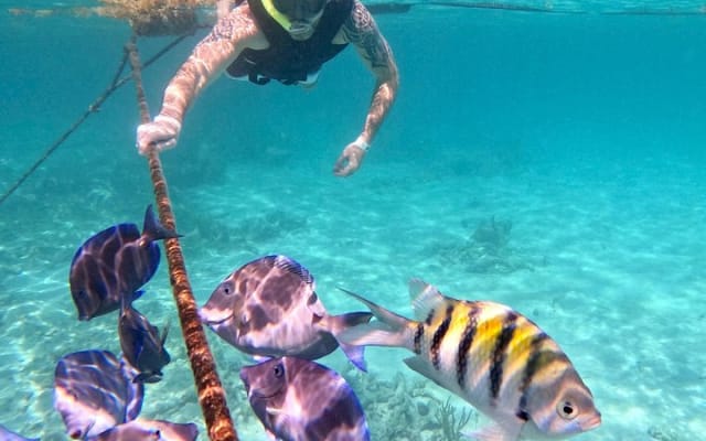 Akumal : snorkeling et photos avec les tortues photo 8